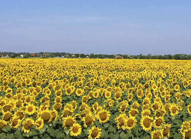 Plantación de campo